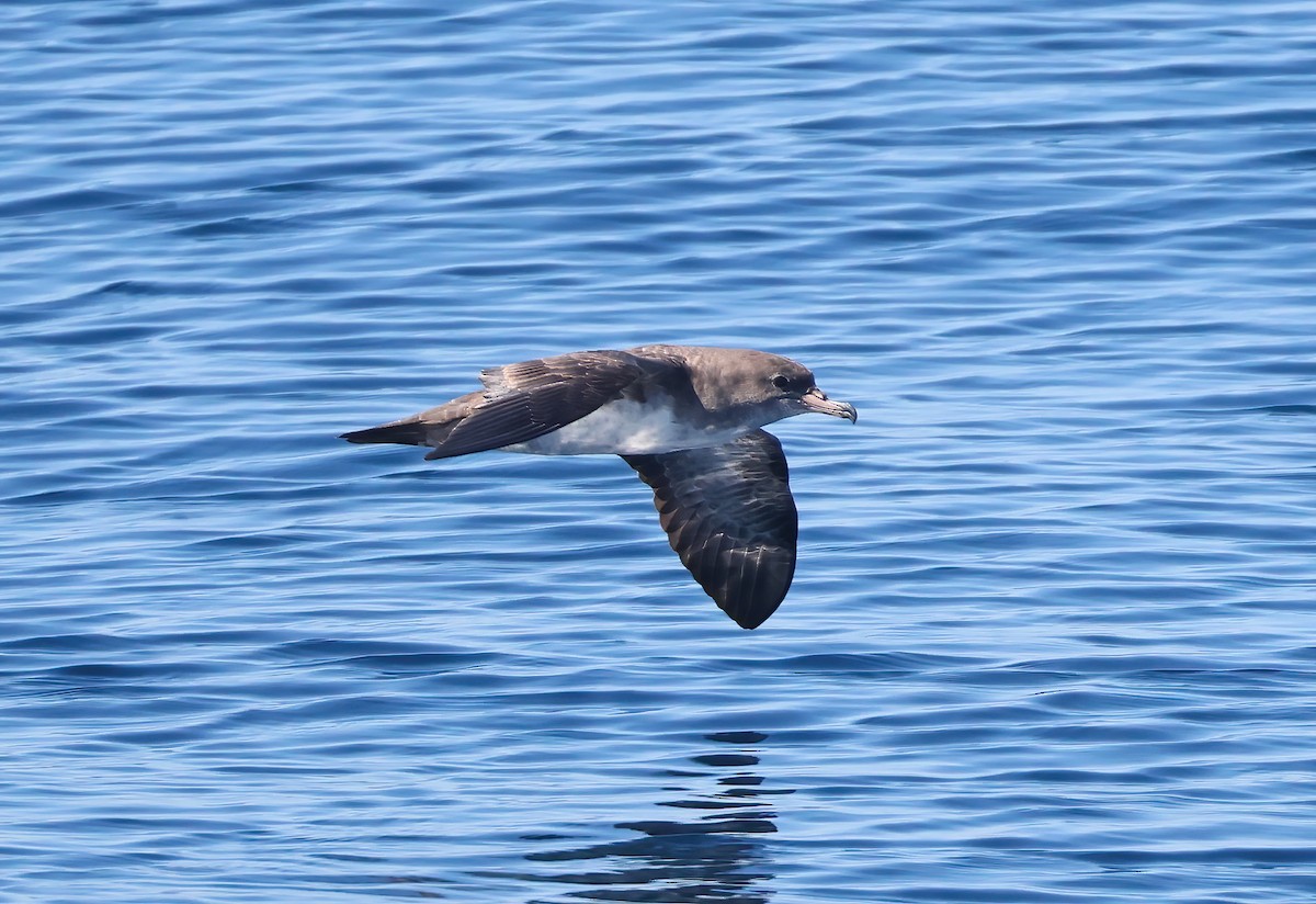 Pink-footed Shearwater - ML610183674