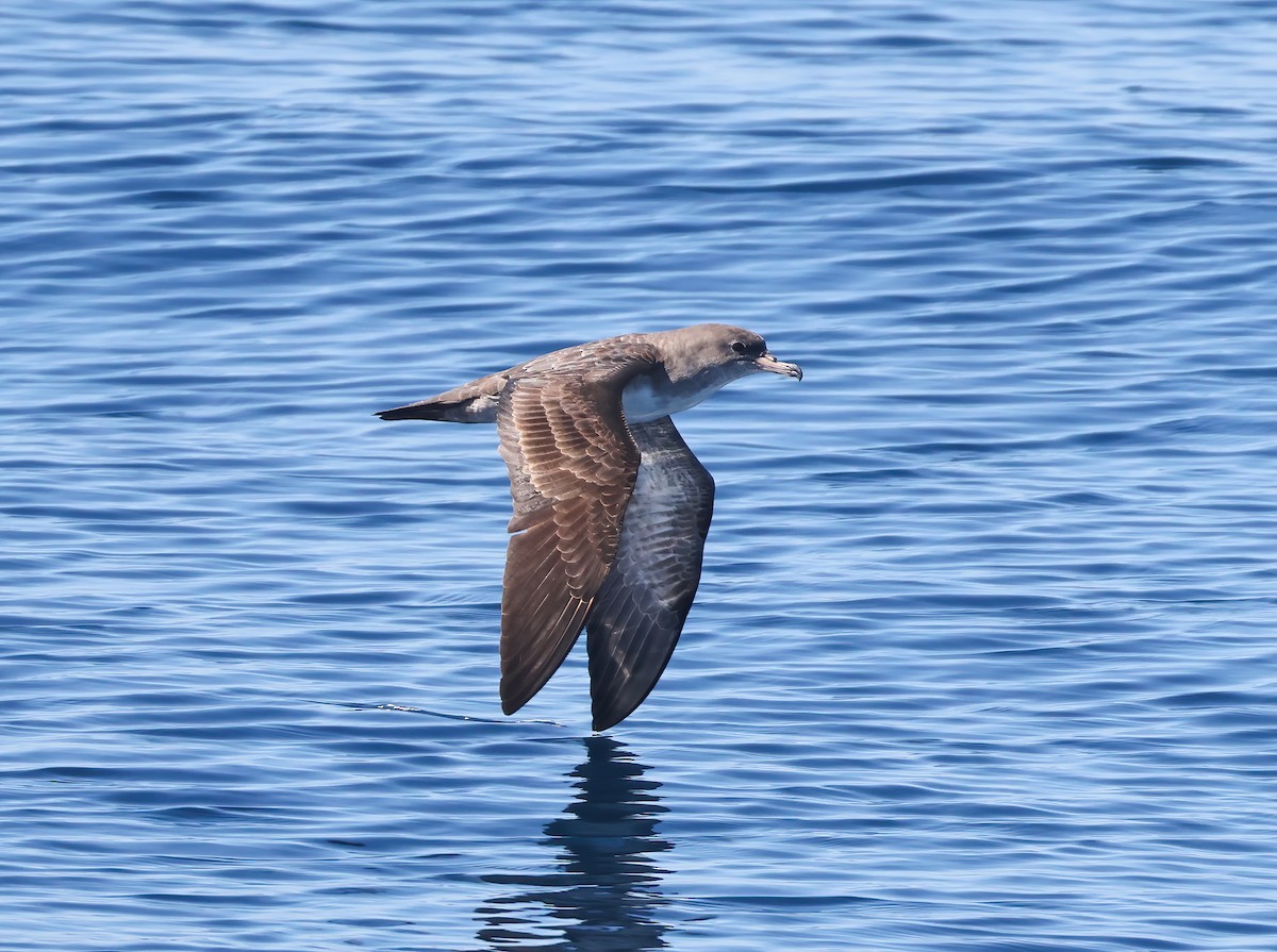 Pink-footed Shearwater - ML610183675