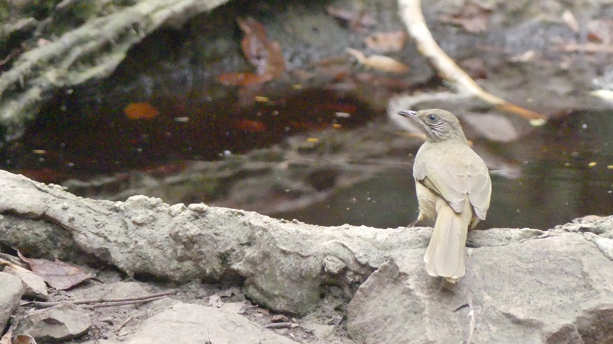 Streak-eared Bulbul - ML610183764