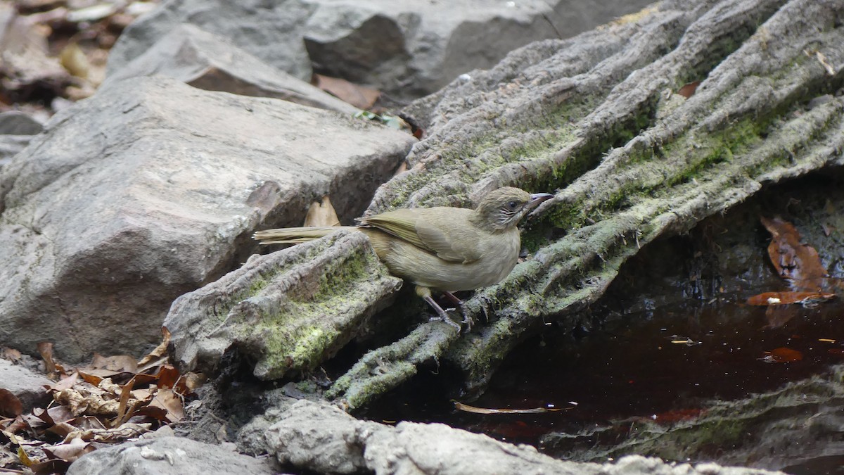 Streak-eared Bulbul - ML610183765