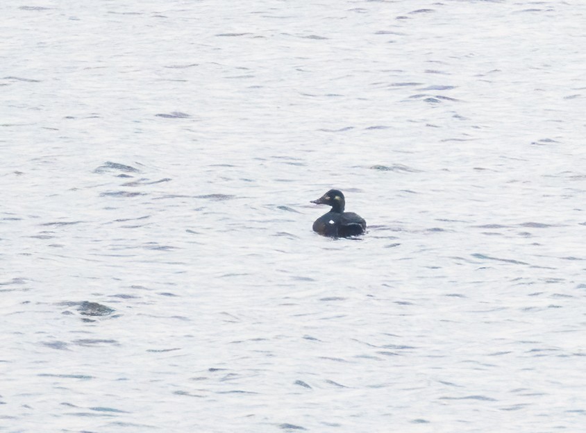 White-winged Scoter - ML610183795