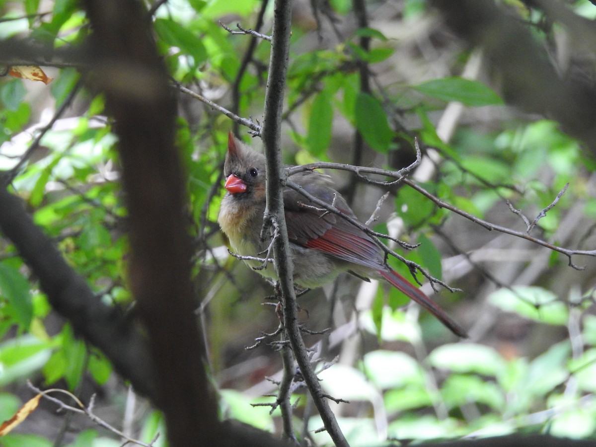 Northern Cardinal - ML61018381