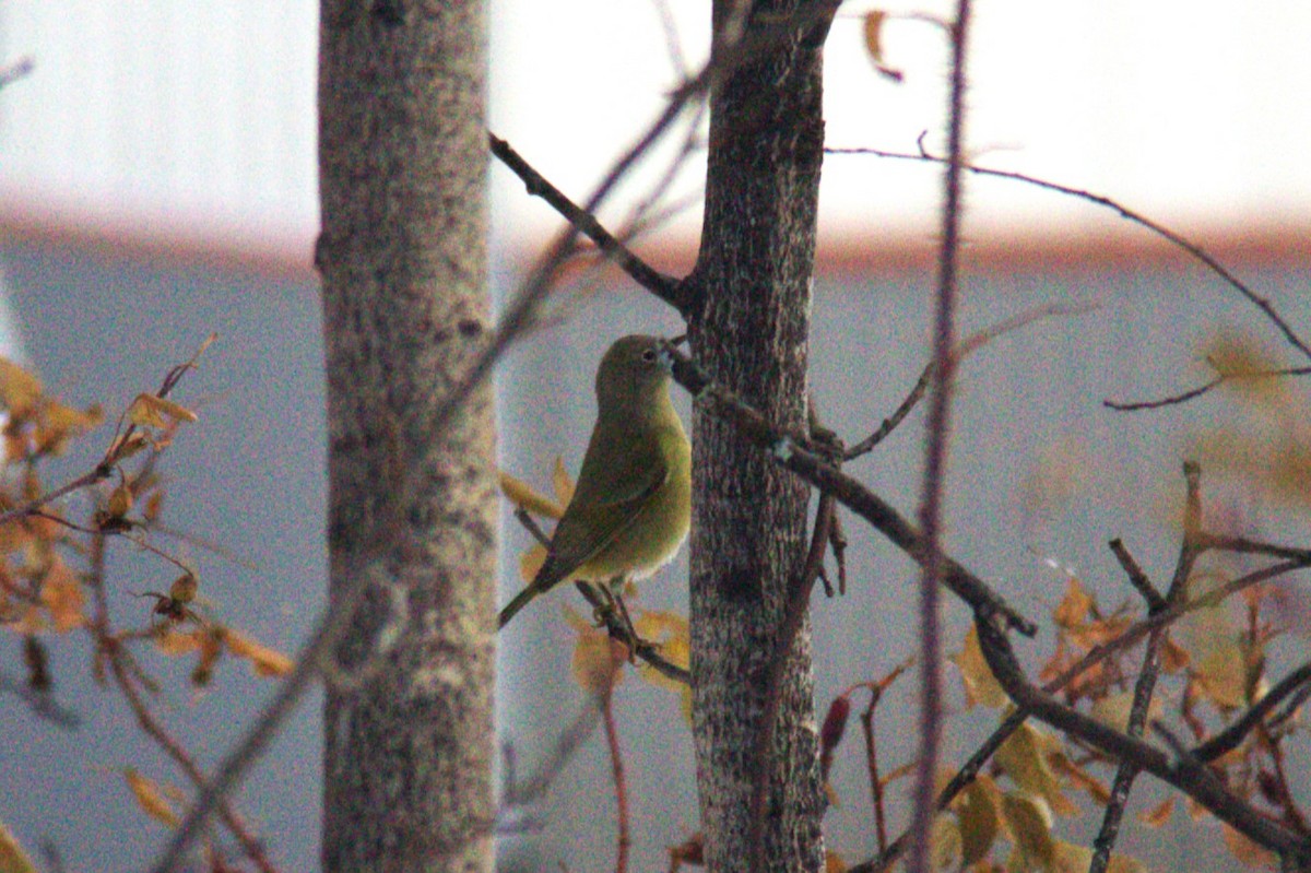 Nashville Warbler - Joseph Ransdell-Green