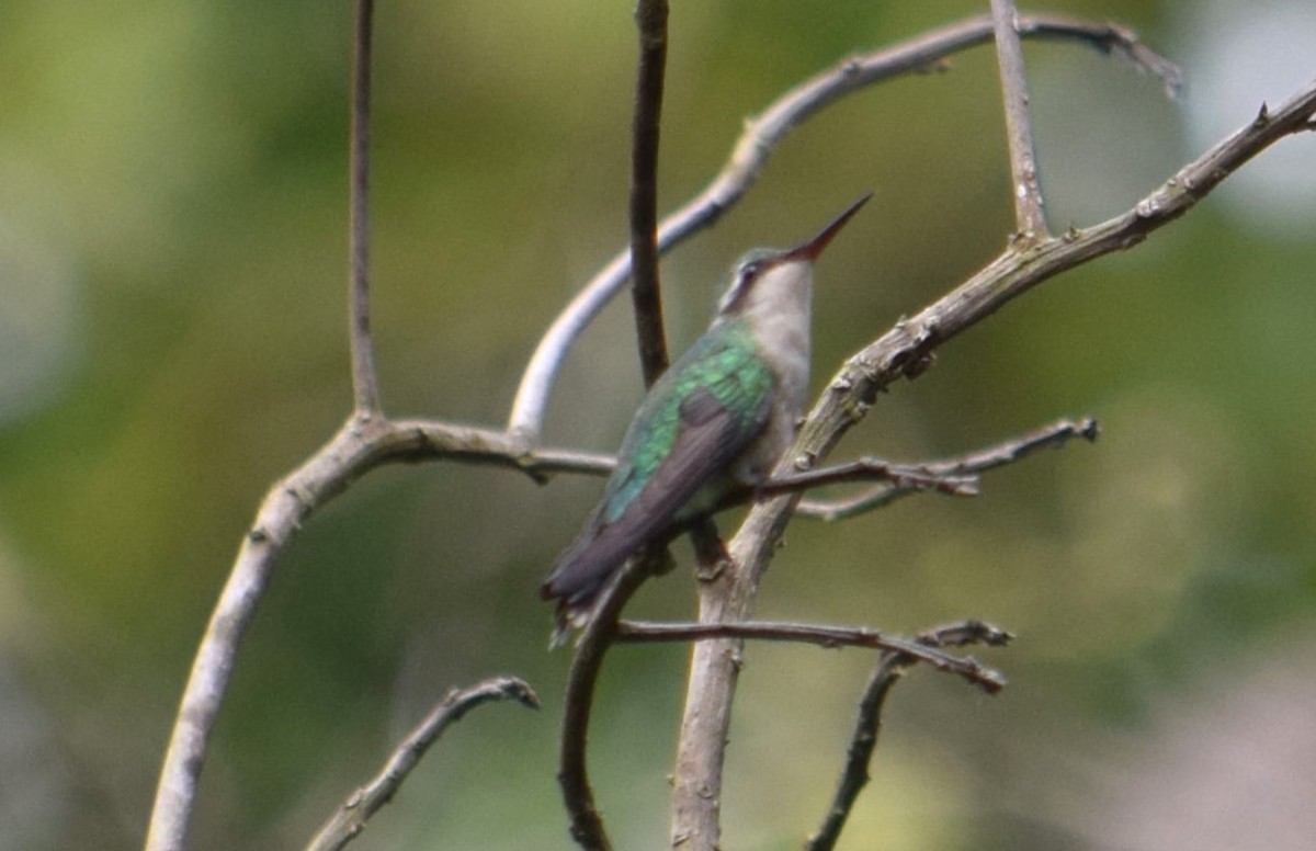 Canivet's Emerald - ML610184116