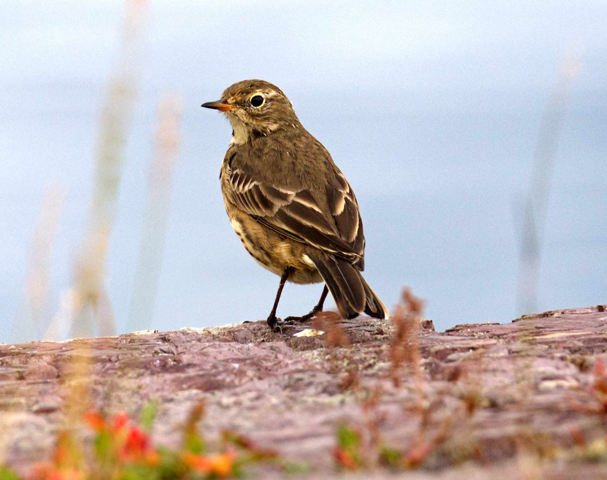 American Pipit - ML610184121