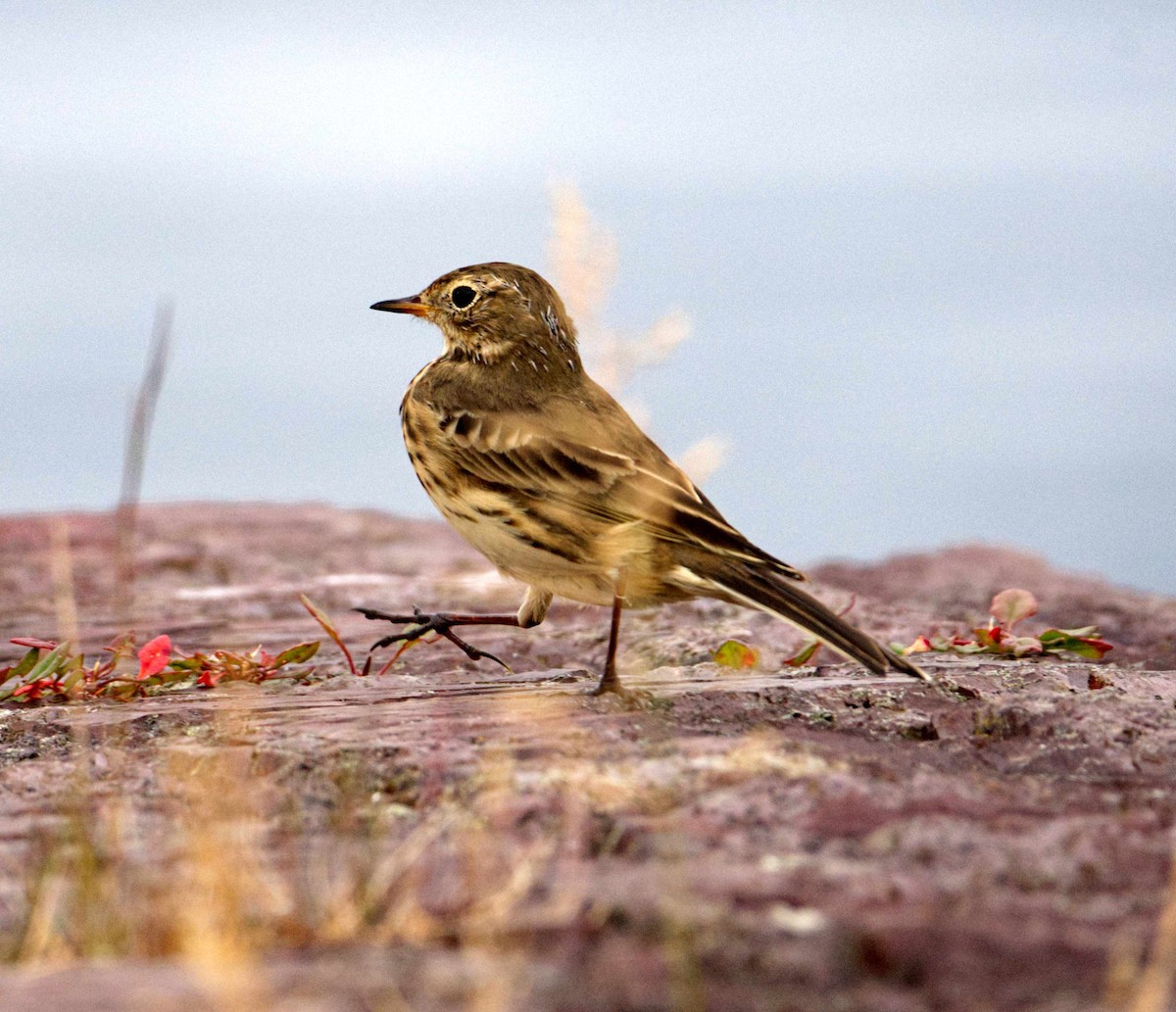 American Pipit - ML610184122