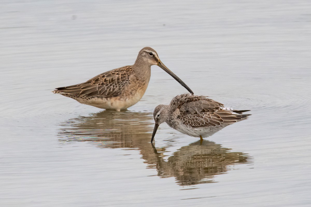 Long-billed Dowitcher - Sue Barth