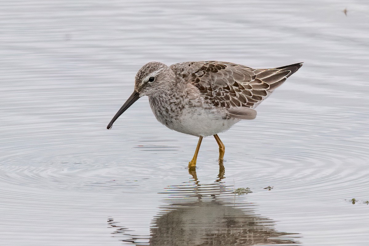 Stilt Sandpiper - Sue Barth