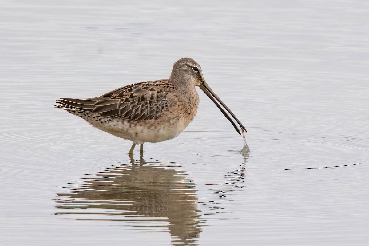 Long-billed Dowitcher - Sue Barth