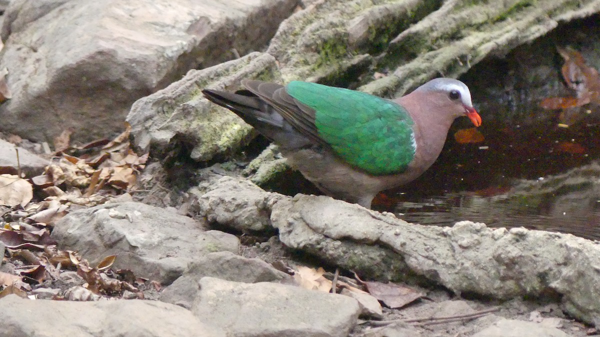 Asian Emerald Dove - ML610184170