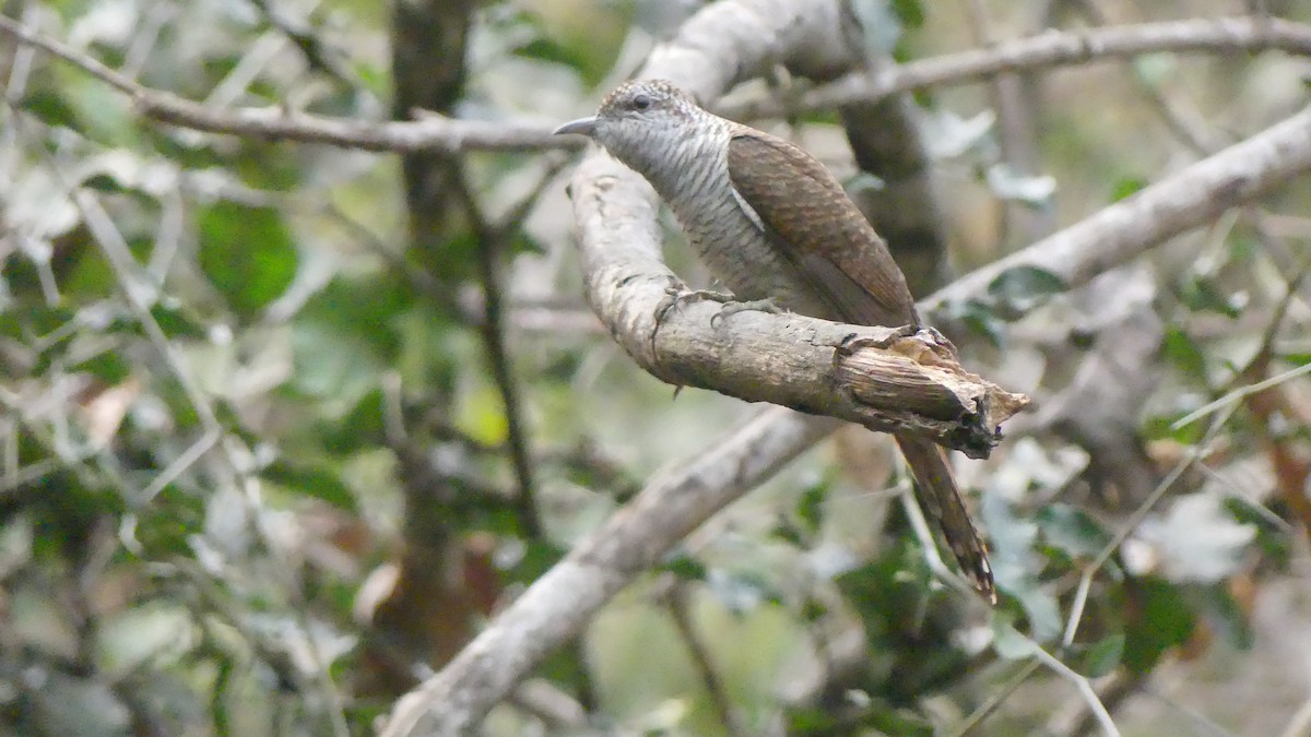 Banded Bay Cuckoo - ML610184207