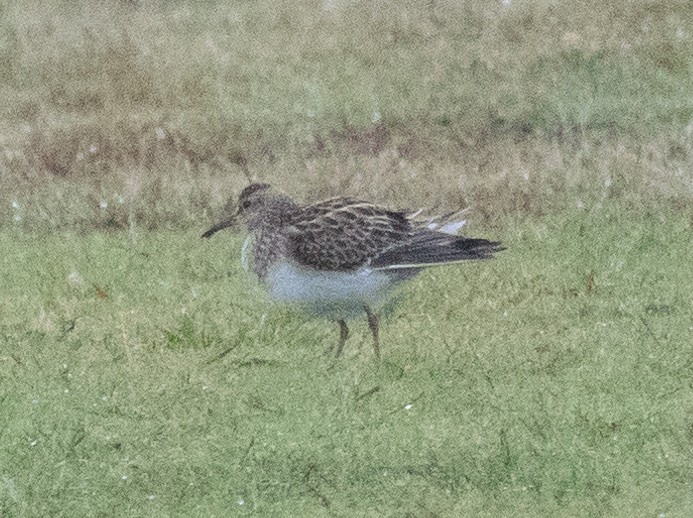 Pectoral Sandpiper - ML610184296