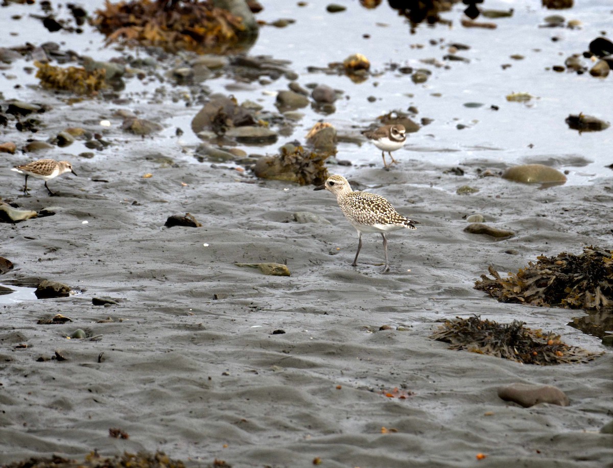 Black-bellied Plover - Donna Evans