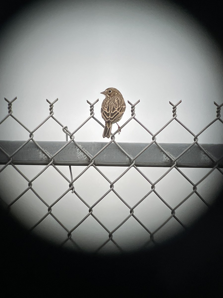 Vesper Sparrow - ML610184340