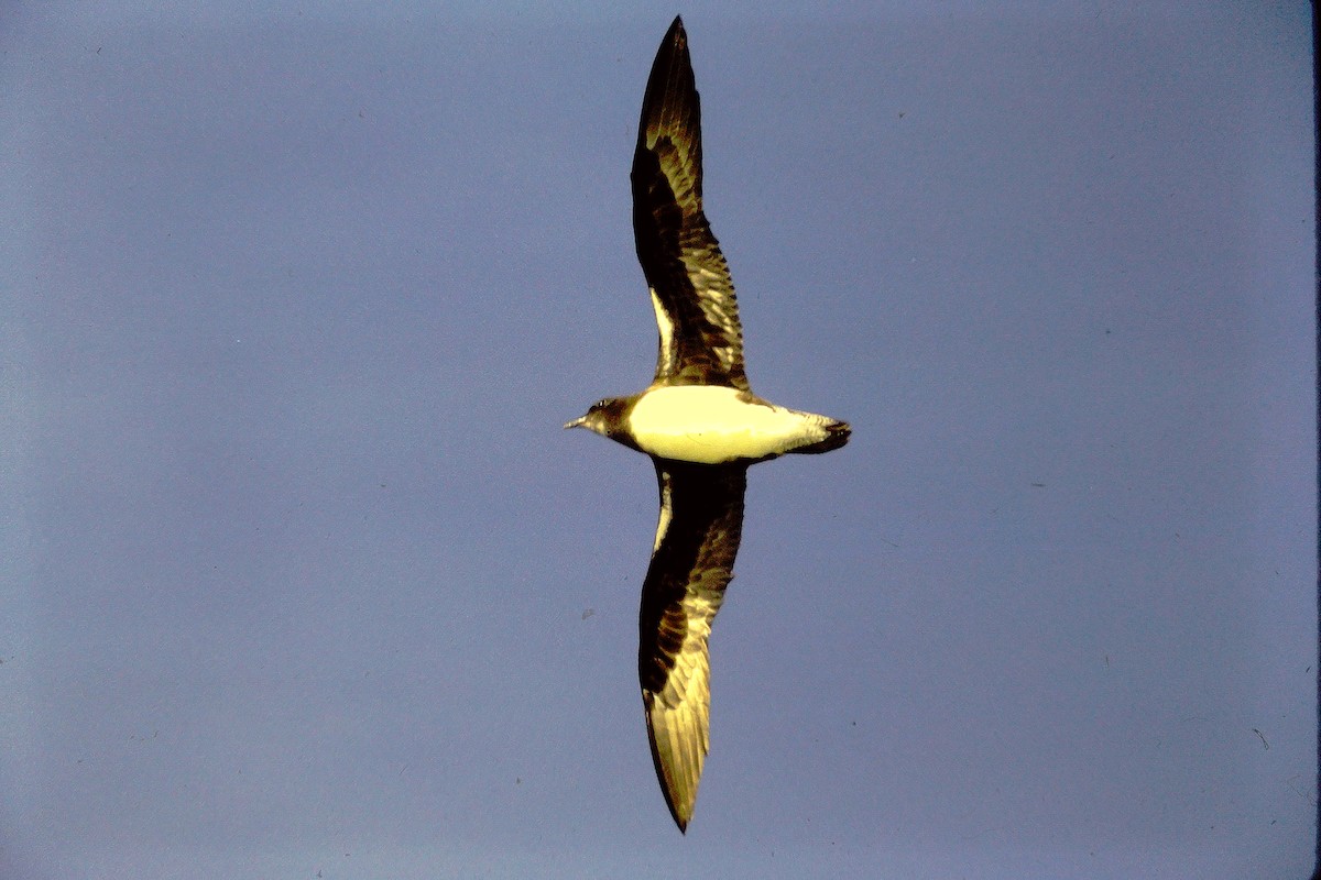 Petrel de las Fénix - ML610184423