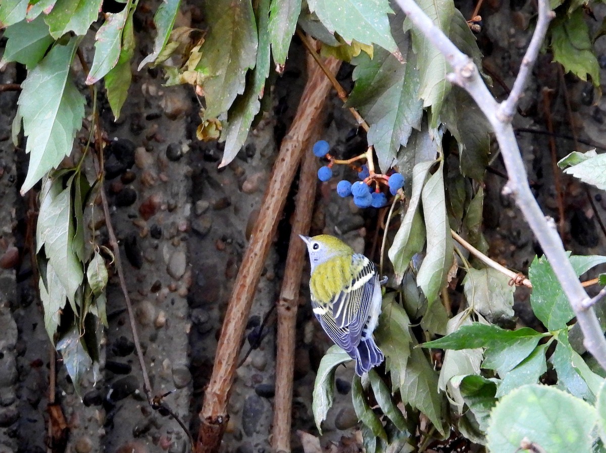 Chestnut-sided Warbler - ML610184435