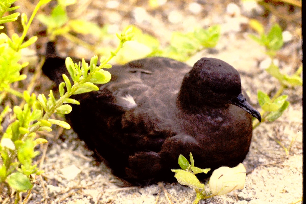 Christmas Shearwater - ML610184448