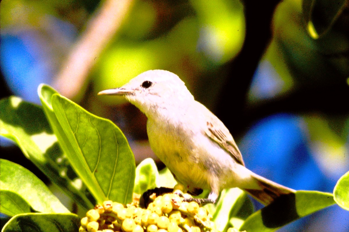 Kiritimati Reed Warbler - ML610184502