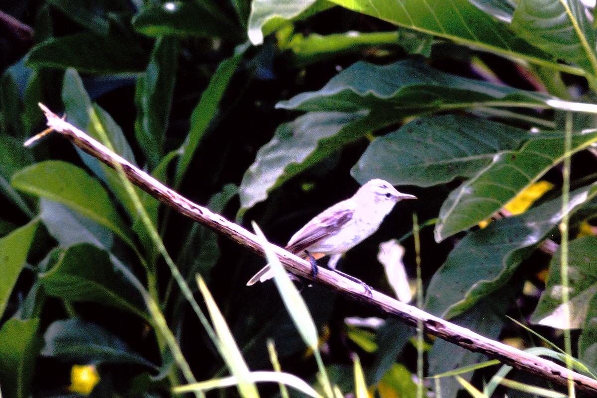 Kiritimati Reed Warbler - ML610184503