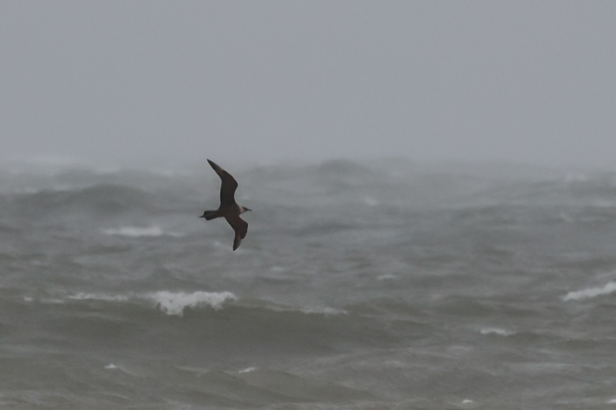 Parasitic Jaeger - Peter Tolzmann