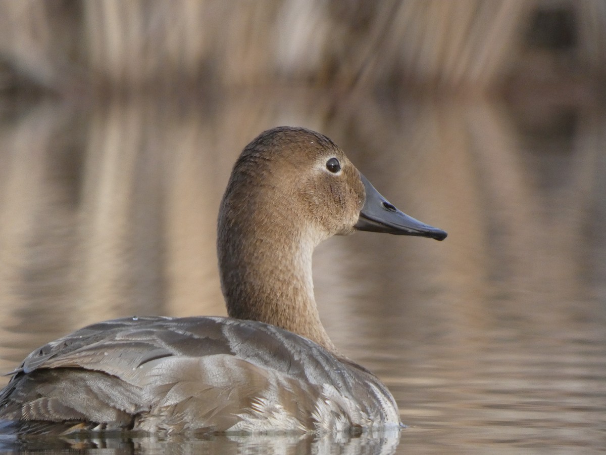 Canvasback - ML610184759