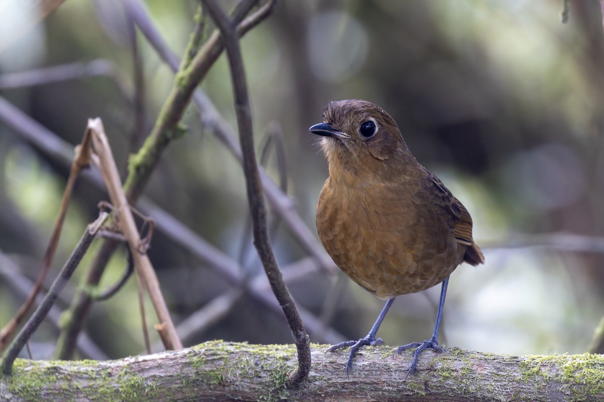 Bolivian Antpitta - Bradley Hacker 🦜