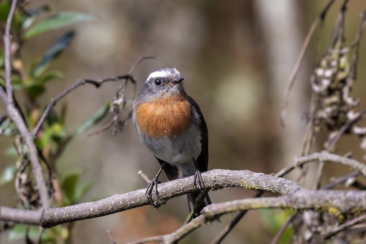 Rufous-breasted Chat-Tyrant - ML610184836
