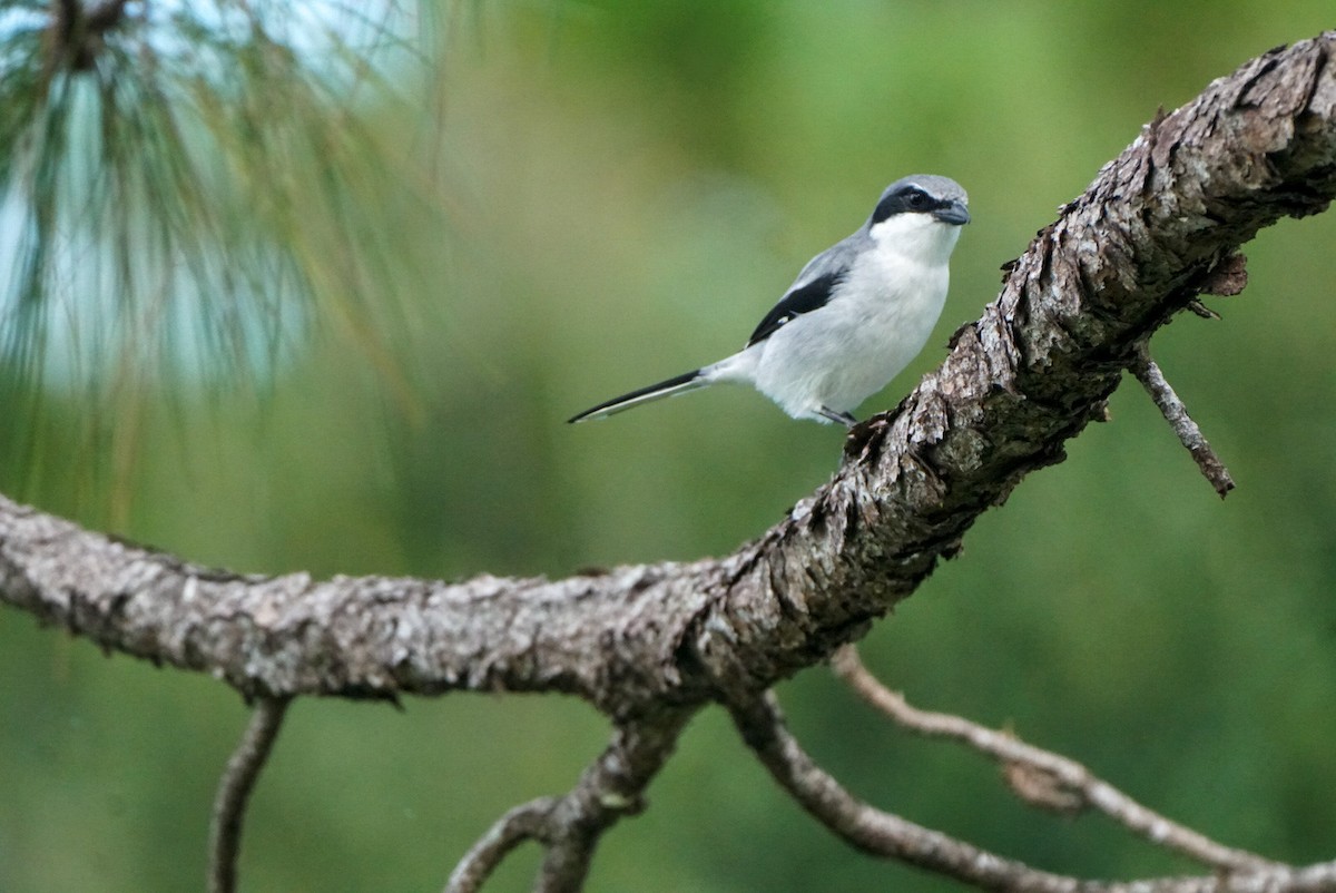 Loggerhead Shrike - ML610184845