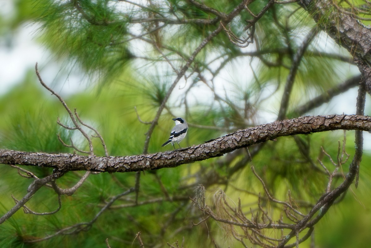 Loggerhead Shrike - Tuly  Datena