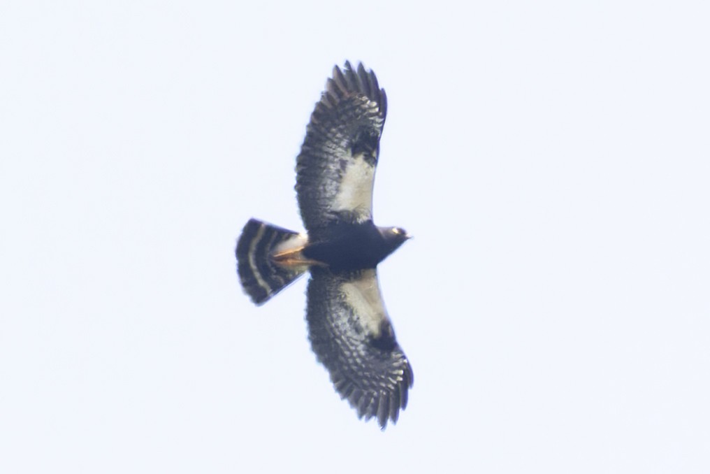 White-rumped Hawk - ML610184858