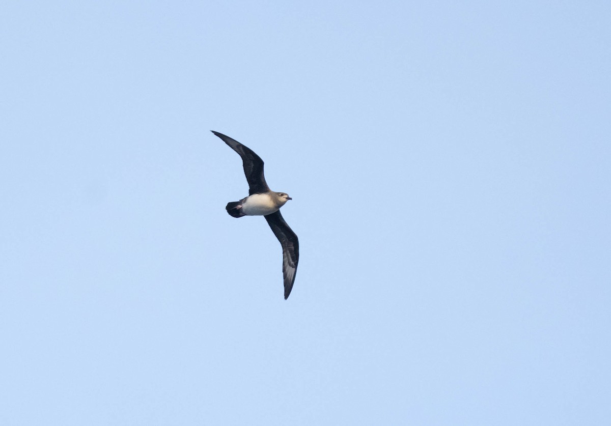 Herald Petrel - ML610184871