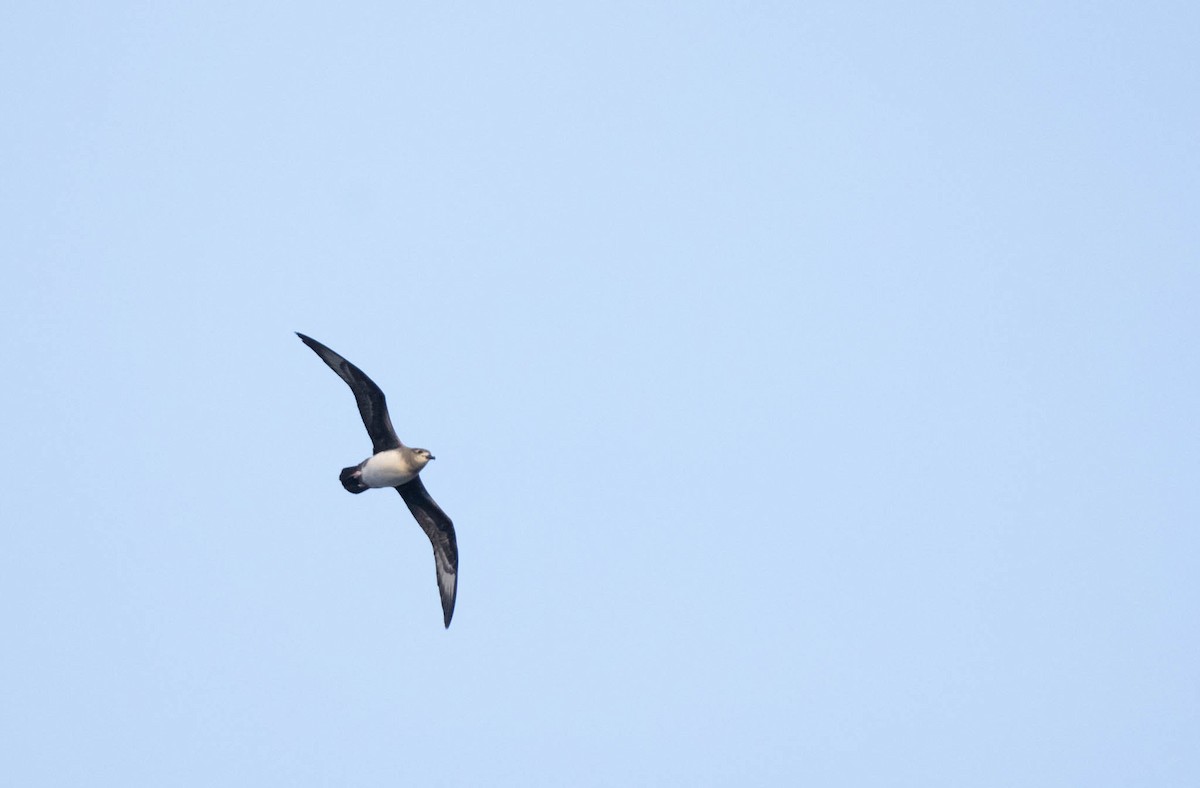 Herald Petrel - ML610184872