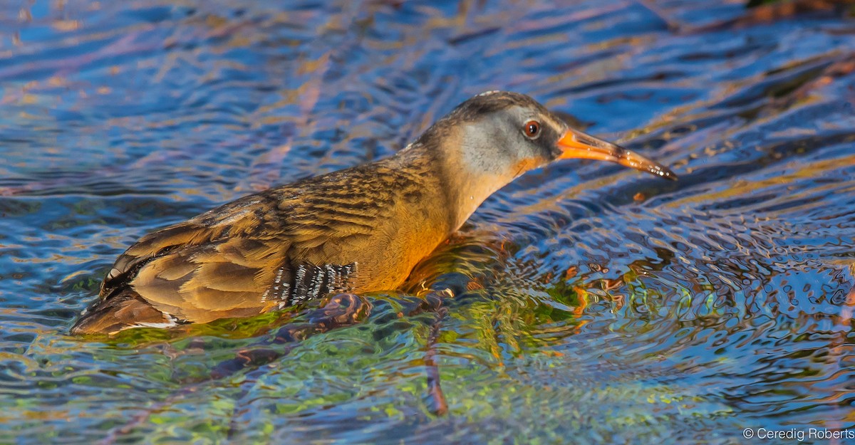 Virginia Rail - Ceredig  Roberts