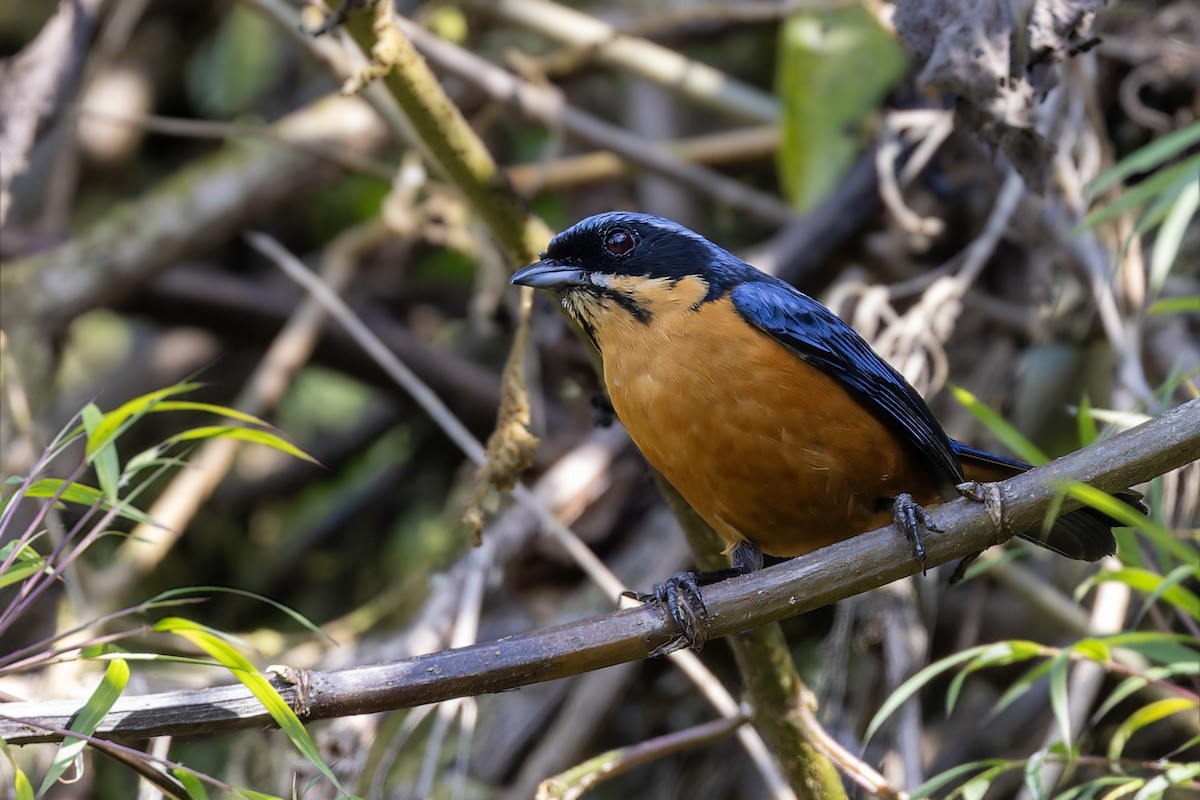 Chestnut-bellied Mountain Tanager - ML610184901