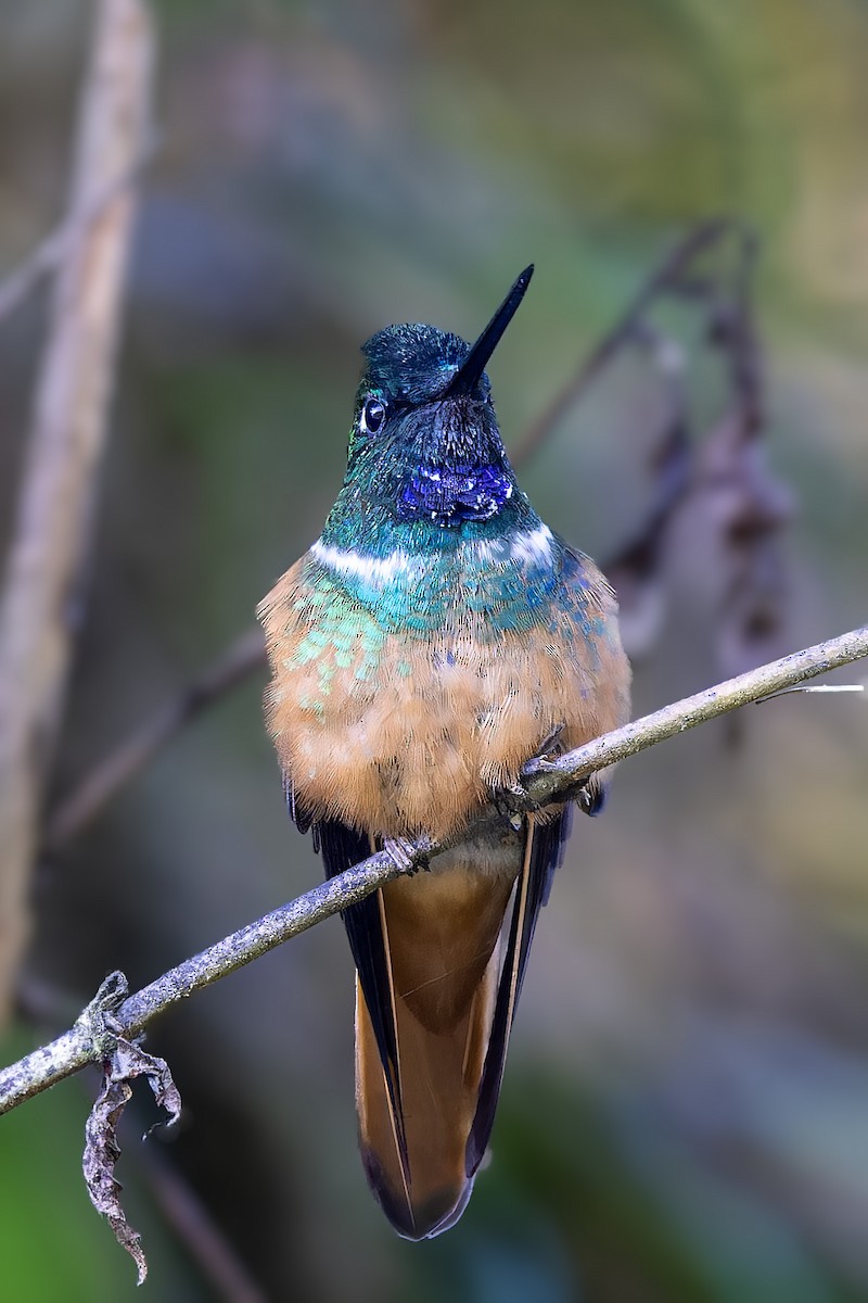 Violet-throated Starfrontlet - ML610184908