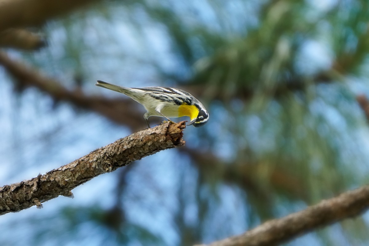 Yellow-throated Warbler - ML610184911