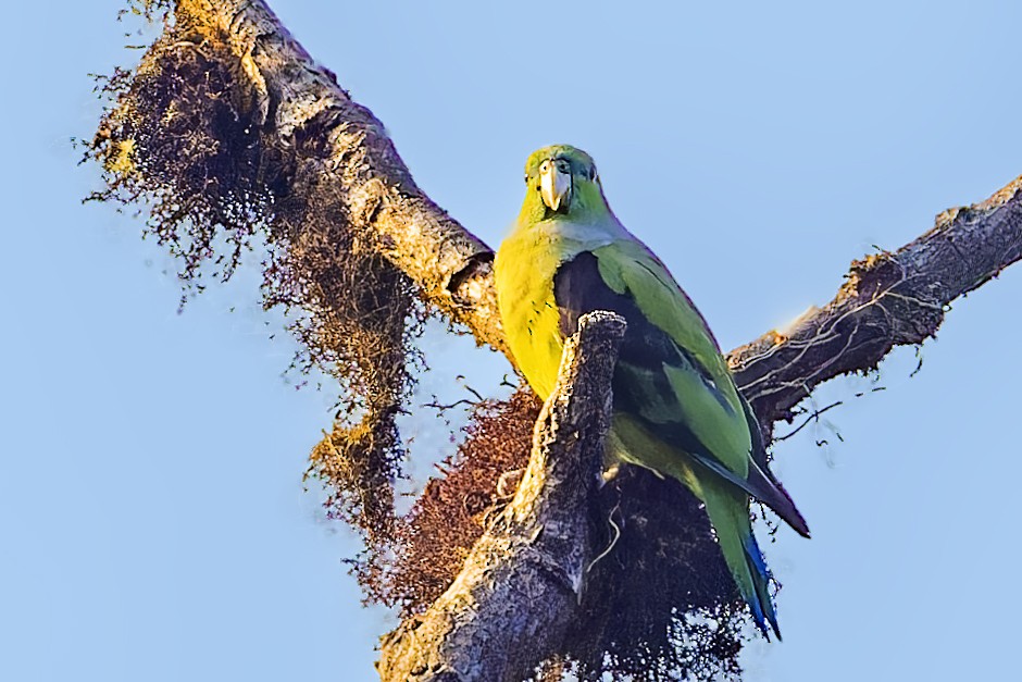 Black-winged Parrot - ML610184919