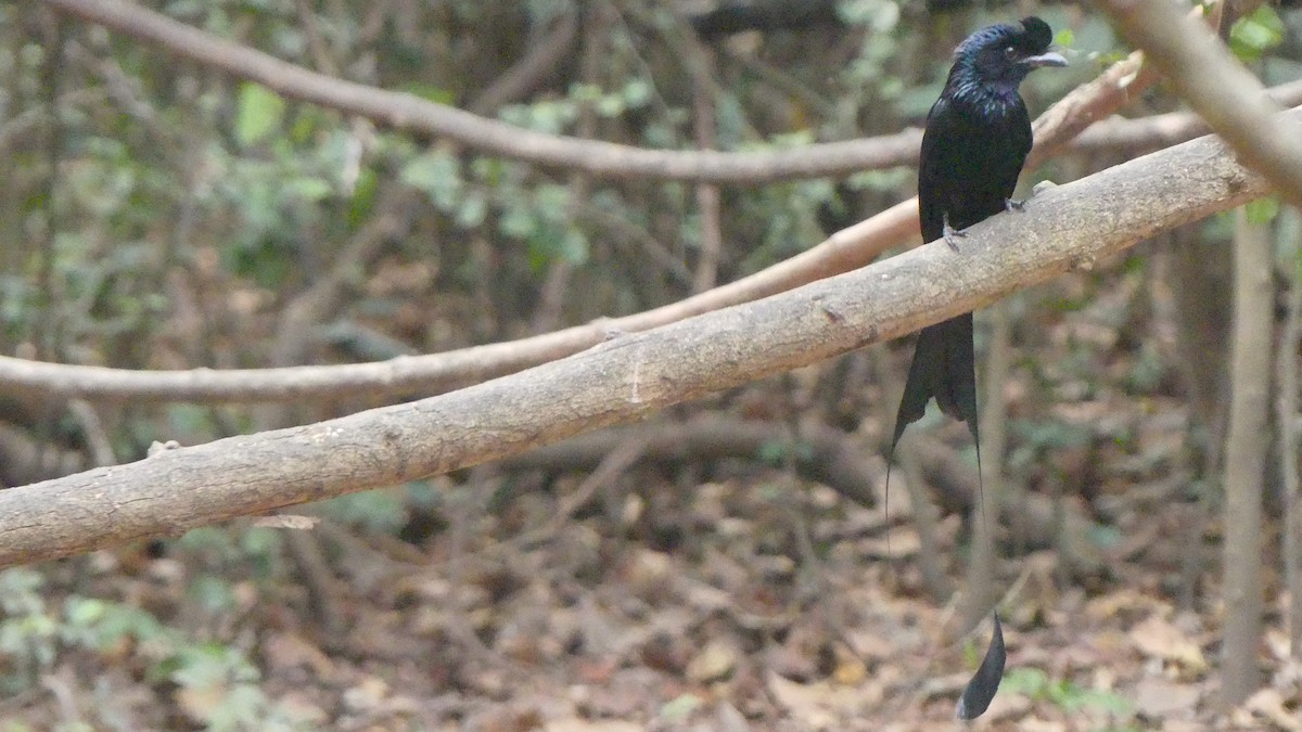 Greater Racket-tailed Drongo - ML610185055