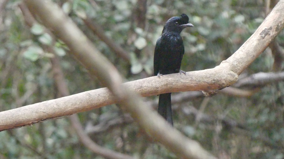 Greater Racket-tailed Drongo - ML610185056