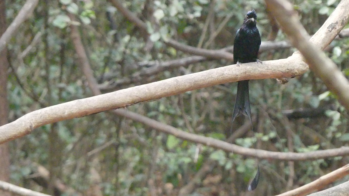 Greater Racket-tailed Drongo - ML610185058