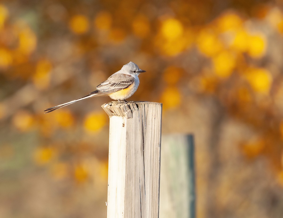 Scissor-tailed Flycatcher - ML610185095