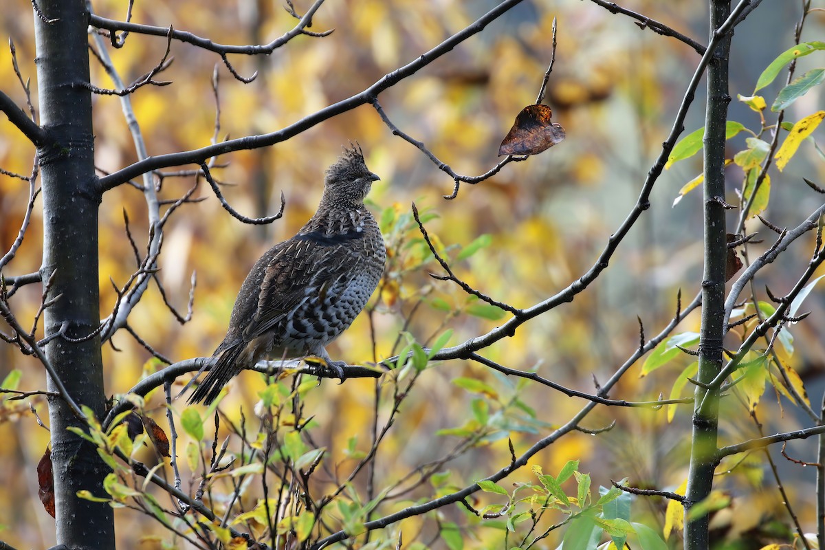 Ruffed Grouse - ML610185197