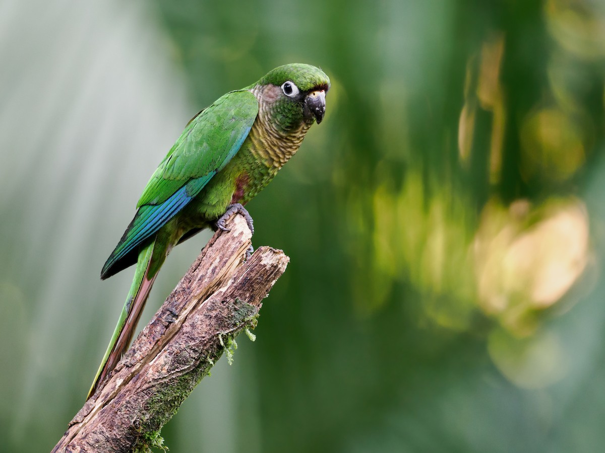 Maroon-bellied Parakeet (Maroon-tailed) - Nick Athanas