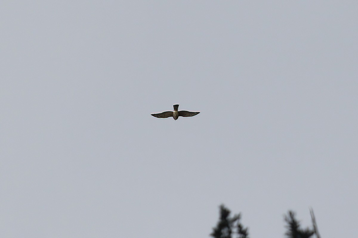 Sharp-shinned Hawk - ML610185318