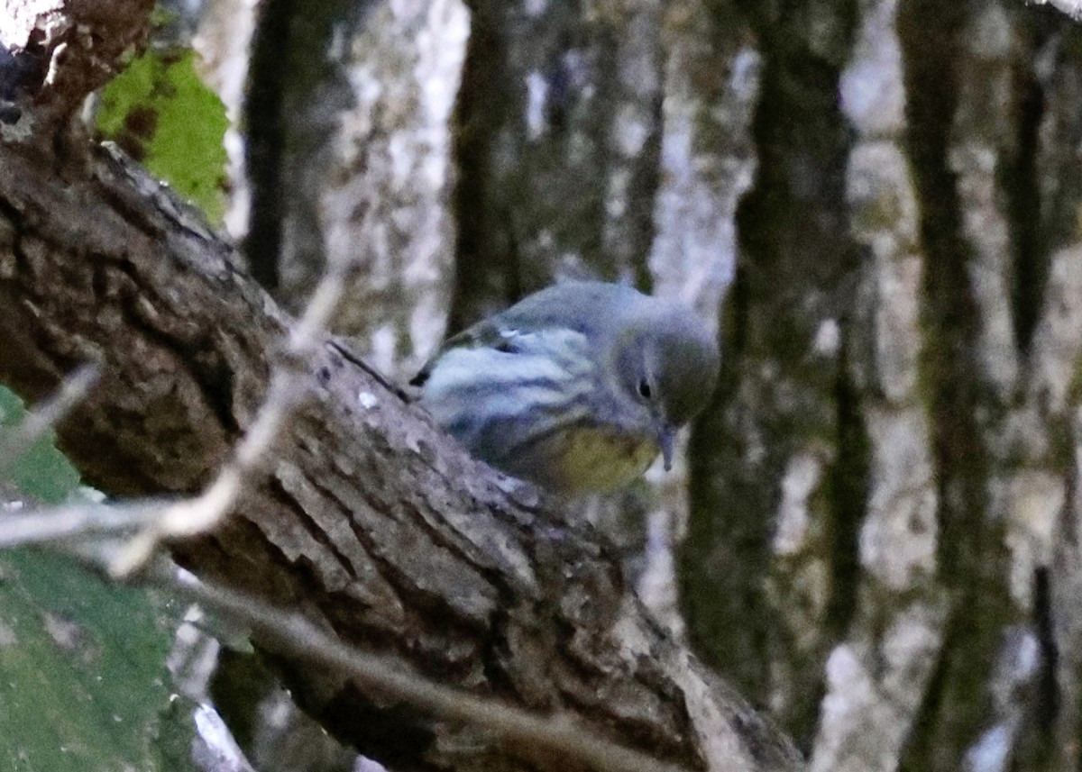 Cape May Warbler - ML610185324