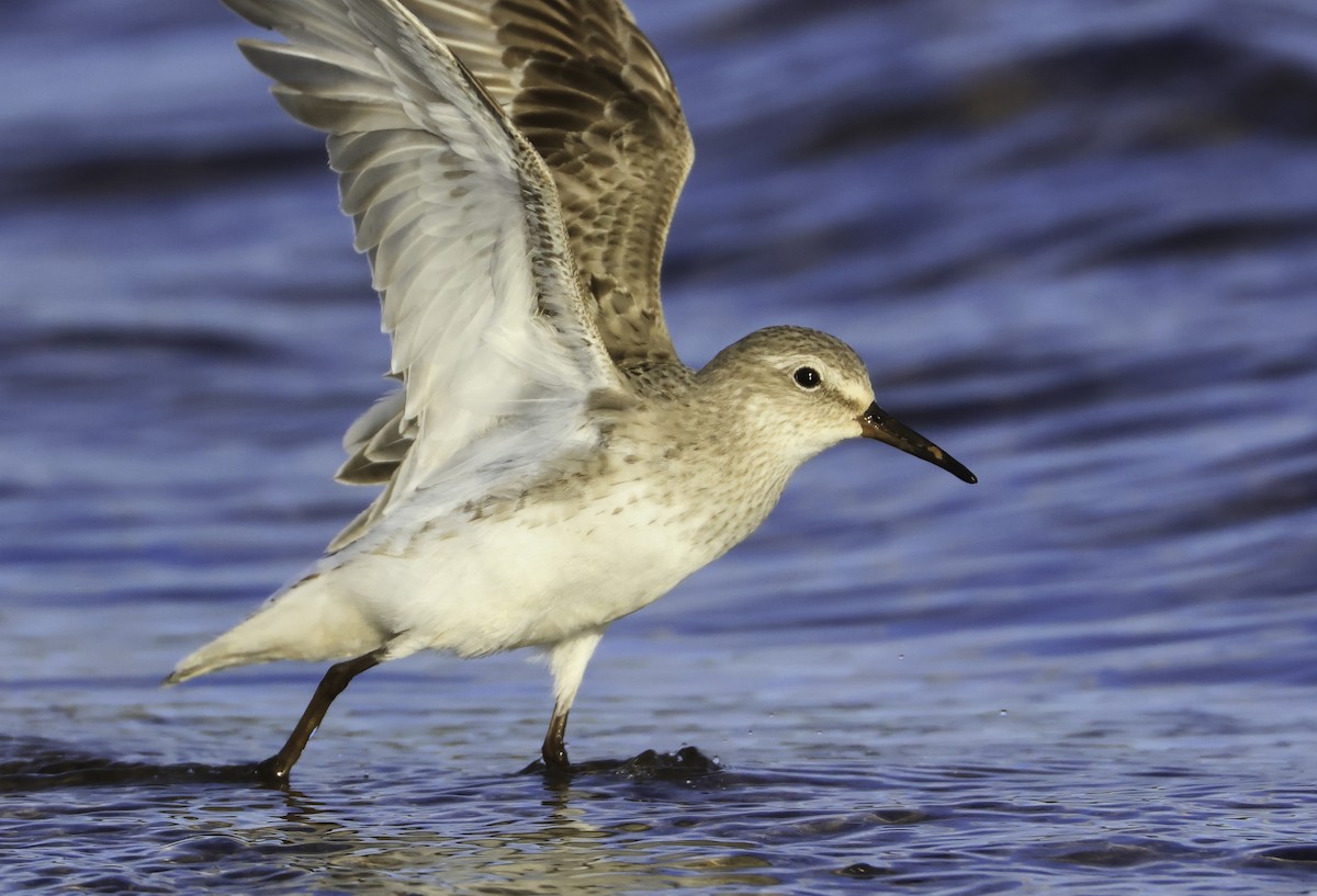 White-rumped Sandpiper - Steve Vines