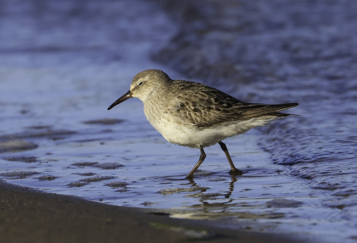 White-rumped Sandpiper - Steve Vines