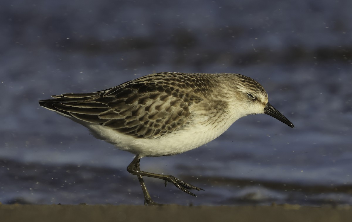 Semipalmated Sandpiper - ML610185370