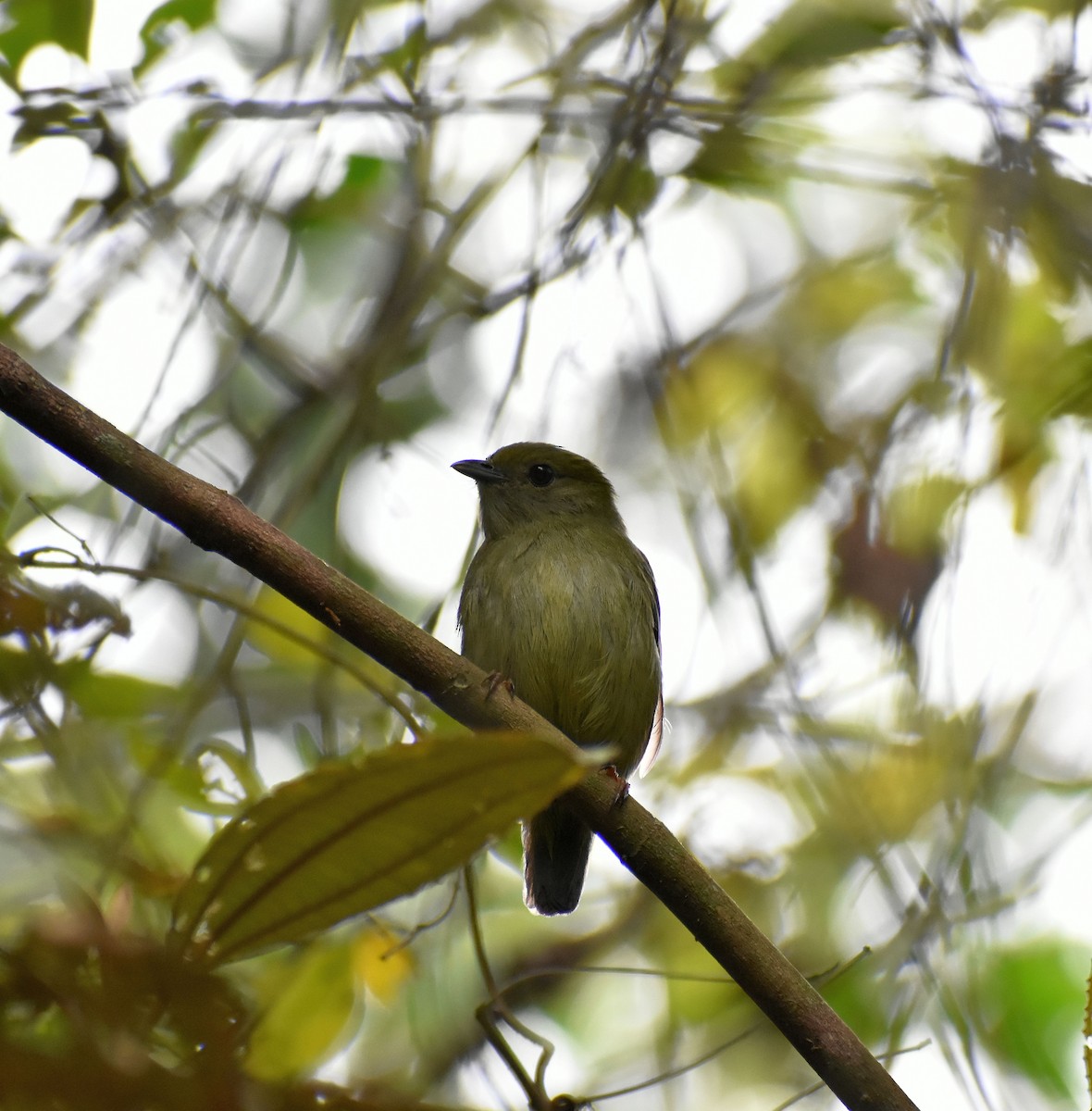 White-bearded Manakin - ML610185457