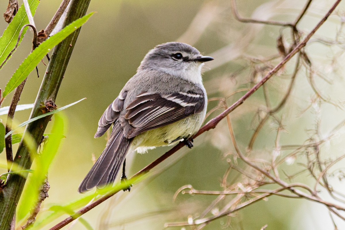 White-crested Tyrannulet - ML610185516